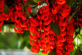 Red Coral Flower (Strongylodon siderospermum) by Franklin Driessen