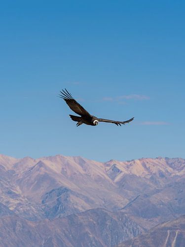 Flying Andean condor makes eye contact