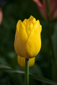 Gros plan d'une belle tulipe hollandaise jaune