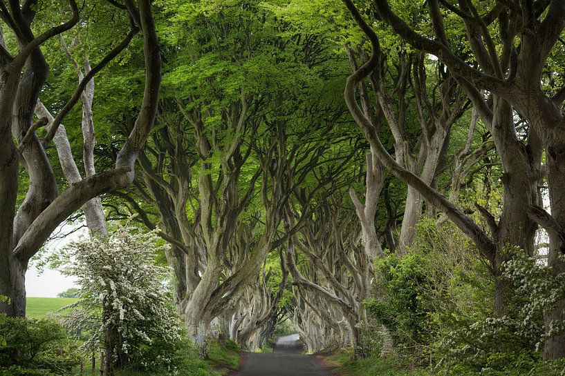 Dark Hedges van Ruud de Soet