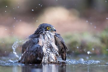 Epervier prenant un bain sur Kris Hermans