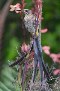 Der Zuckervogel von Kirstenbosch