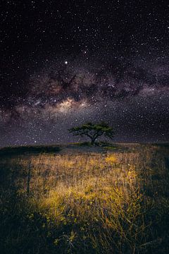 Melkweg in een landschap met boom van Fotos by Jan Wehnert