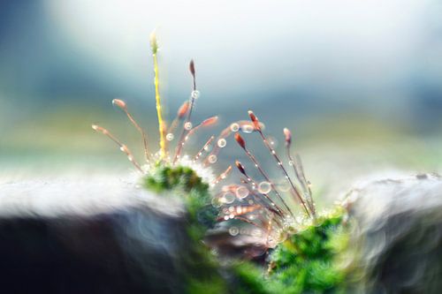Planet moss