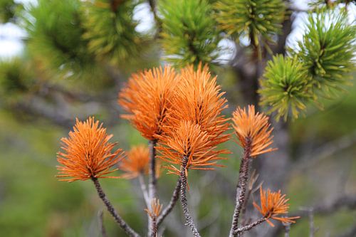 Oranje ontmoet groen