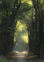 Avenue de la Foreste ins Licht gestellt