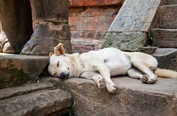 Chien endormi au temple. sur Floyd Angenent