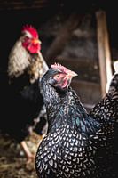 Barnevelder chickens in the coop