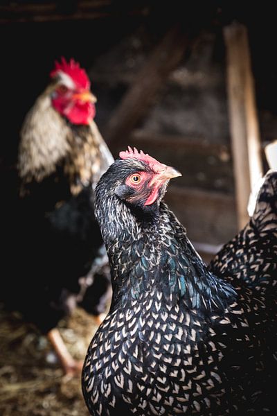 Poulets Barnevelder dans le poulailler par Sandra Koppenhöfer