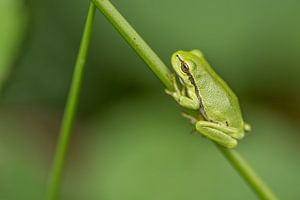 Hyla arborea, la rainette verte sur Gonnie van de Schans