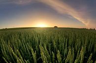 Warme zomerdag, veld, zonsondergang van Tobias Majewski thumbnail