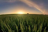 Warme zomerdag, veld, zonsondergang
