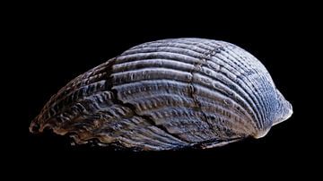 Number 2 of North Sea shells by Hans de Waay