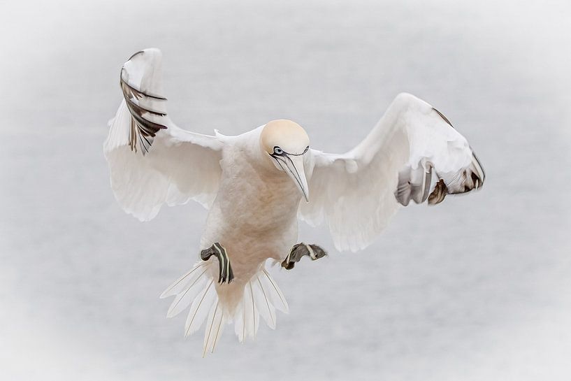 Jan van Gent by Van Karin Fotografie