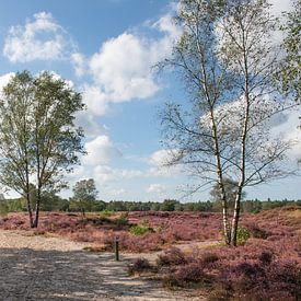Blooming heather. by Jan Golverdingen