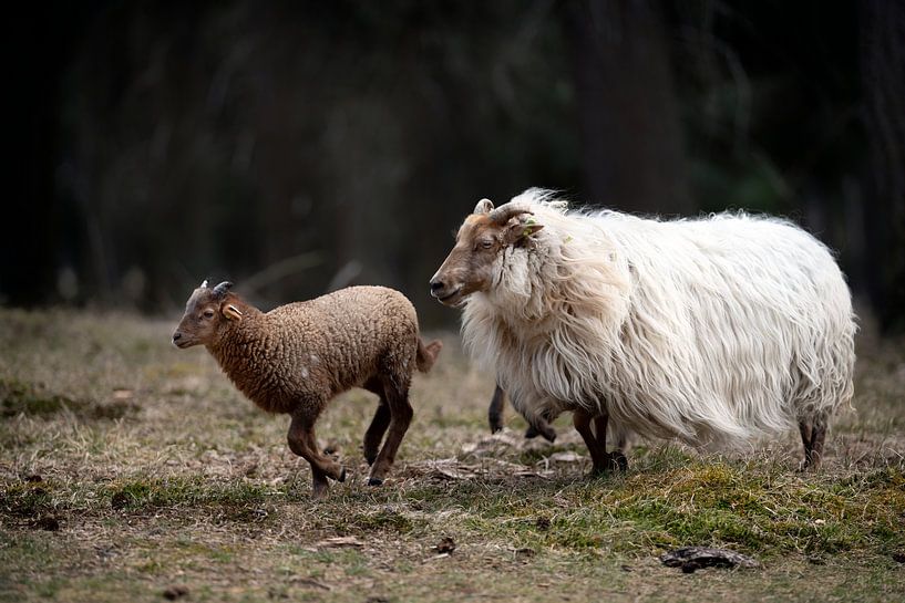 Schaf mit ihrem Lämmchen von Steven Dijkshoorn