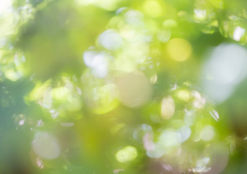 Brillanz von Boogartphotographics