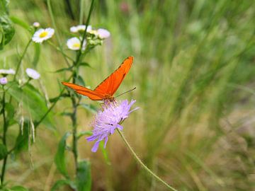 Oranje passiebloemvlinder tussen het groen op een paars bloemetje.