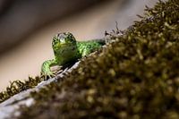 Sand lizard