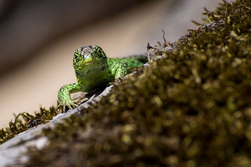 Sand lizard par Freek Rooze