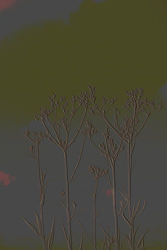 4. Minimalisme, bloemtoppen.