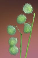 Teelbal_bloemen