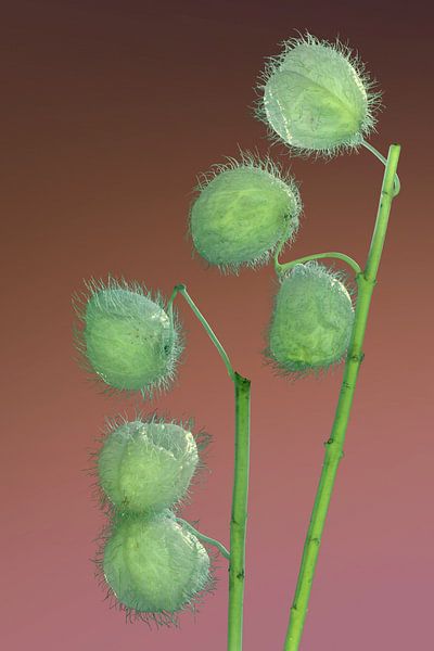 Teelbal_bloemen by Marije Engelsman