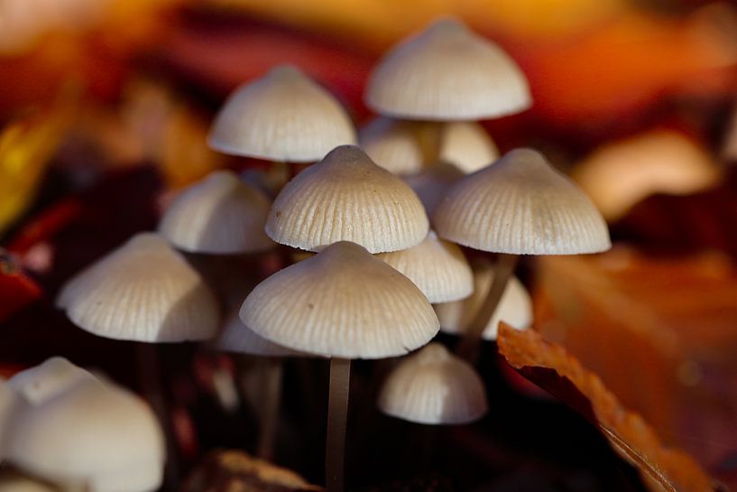 herfst van Marieke Funke
