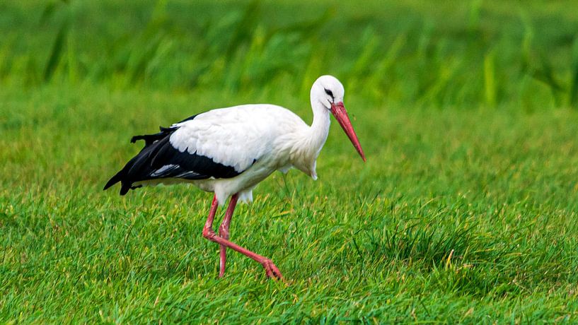 The Eemnesser Polder by Peter Veerman