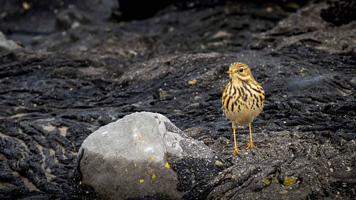 Une pomme de terre originale sur la côte
