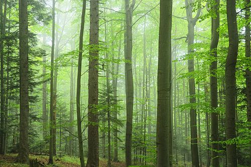 Mysterie Karpaten hout