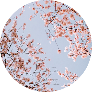 Roze kersenbloesem (sakura) met een blauwe lucht van Maartje Hensen