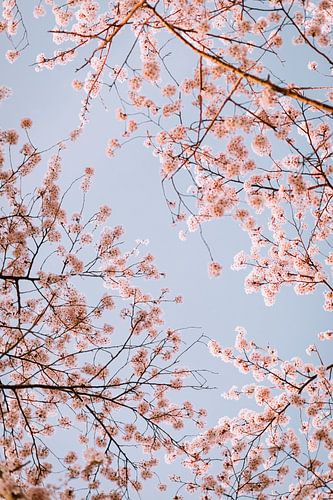 Fleur de cerisier rose (sakura) avec un ciel bleu sur Maartje Hensen