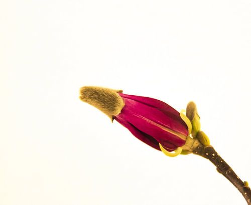 Magnolia
