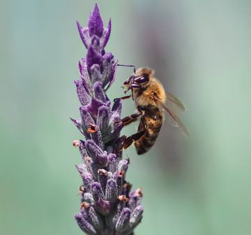 Bruine strepen van Chey's Photography