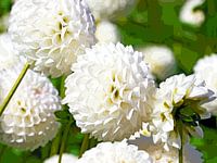 Witte dahlia's