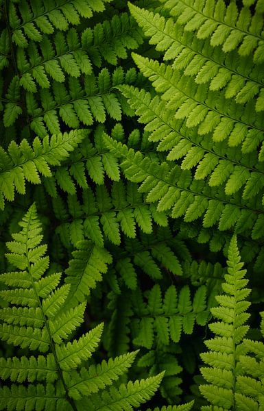Fern Doubles by Loris Photography