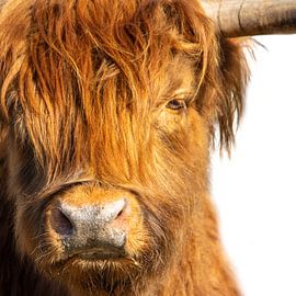 Close-up Scottish Highlander by Marco Leeggangers