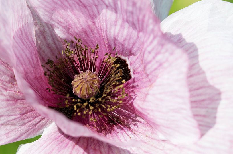 Beautiful poppy pink by Ivonne Fuhren- van de Kerkhof