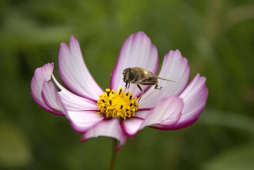 Bee on a Pink Cosmos Flower