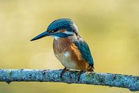 kingfisher on branch