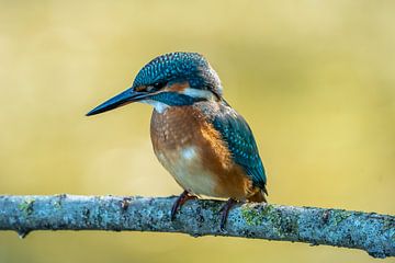 ijsvogel op tak van Mark Baas