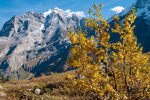 Herbst in den Alpen von John Faber