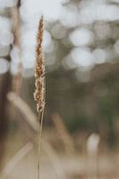 Simplistische grasspriet in de natuur | Nederland fotografie
