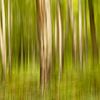 Forest in motion by Michel Seelen