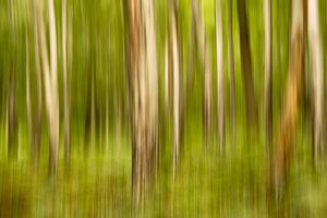 Wald in Bewegung von Michel Seelen