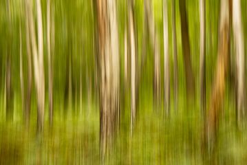 Forest in motion
