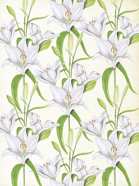 Lys blancs par Jasper de Ruiter