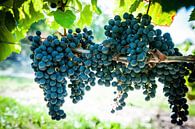 Druiven in Wijngaard, stefan witte van Stefan Witte thumbnail