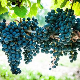 Grapes in Vineyard, stefan witte by Stefan Witte